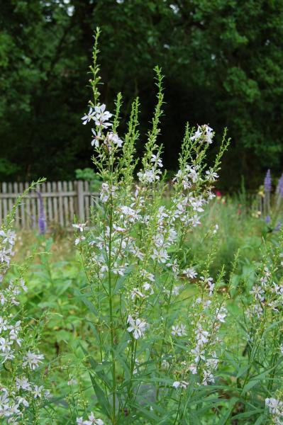 Lythrum virgatum 'White Swirl' | Rutenweiderich